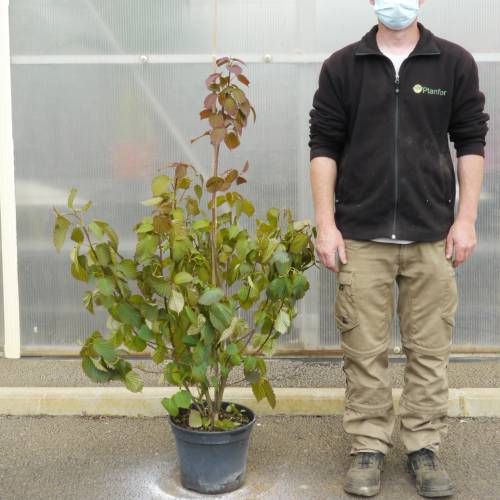 Arbre aux mouchoirs vente Arbre aux mouchoirs / Davidia involucrata — free download