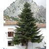 Sapin d'Espagne