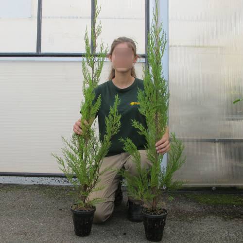 Cypress, Leyland buy Cypress, Leyland Cupressocyparis leylandii