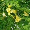 Caraganier de Sib�rie, Caragana arborescens