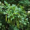 Caraganier de Sib�rie, Caragana arborescens