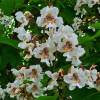 Catalpa commun