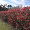 Cognassier du Japon Rouge