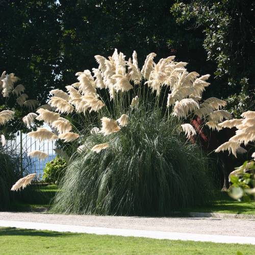 Herbe de la Pampa : vente Herbe de la Pampa / Cortaderia selloana