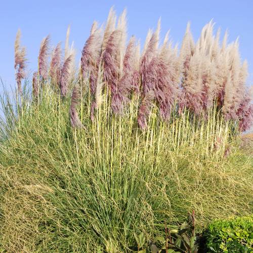 Herbe de la Pampa rose : vente Herbe de la Pampa rose / Cortaderia selloana  rosea