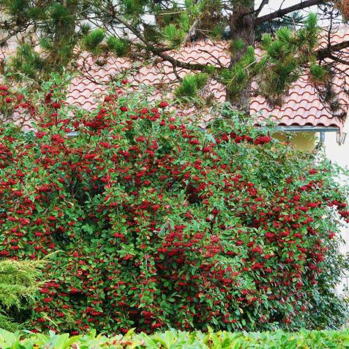 Cotoneaster lacteus