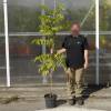 Arbre  miel