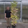 Arbre  miel