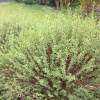 Saule pourpre nain