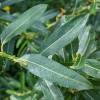 Saule amandier