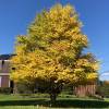 Arbre � caramel