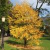 Arbre � caramel