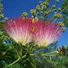 Albizia julibrissin 'Ombrella'