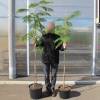 Albizia julibrissin 'Ombrella'
