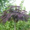 Albizia julibrissin 'Summer chocolate'