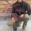 Albizia julibrissin 'Summer chocolate'