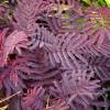 Albizia julibrissin 'Summer chocolate'