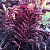 Albizia julibrissin 'Summer chocolate'