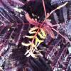 Albizia julibrissin 'Summer chocolate'