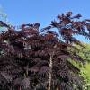 Albizia julibrissin 'Summer chocolate'