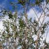 Eucalyptus Tree, Small-Leaved Gum