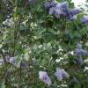 Lilas commun bleu