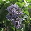 Lilas commun bleu