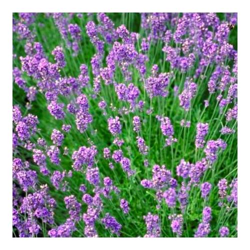 500 graines Vrai Lavande-Lavandula angustifolia-Parfum-Lavender à 2000
