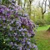 Rhododendron violet 'Augustinii'