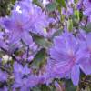 Rhododendron violet 'Augustinii'