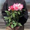 Rhododendron nain rose