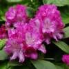 Rhododendron nain mauve