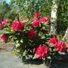 Rhododendron rouge 'Lord Roberts'