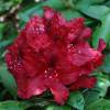 Rhododendron rouge 'Lord Roberts'