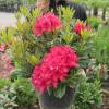 Rhododendron rouge 'Lord Roberts'