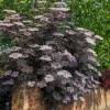 Sureau noir 'Black Lace'