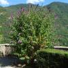 Arbre  papillons 'Mauve'