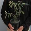 Arbre  papillons nain 'Nanho purple'