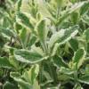 Menthe ananas