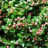 Cotoneaster rampant