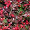 Cotoneaster rampant