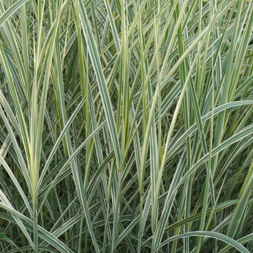 silver grass, variegated chinese