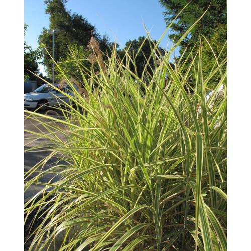 silver grass, variegated chinese