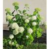 Hortensia de Virginie 'Annabelle'