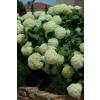 Hortensia de Virginie 'Annabelle'