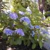 Hortensia lilas