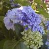 Hortensia lilas