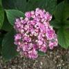 Hortensia lilas