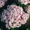 Hortensia lilas