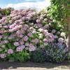 Hortensia lilas